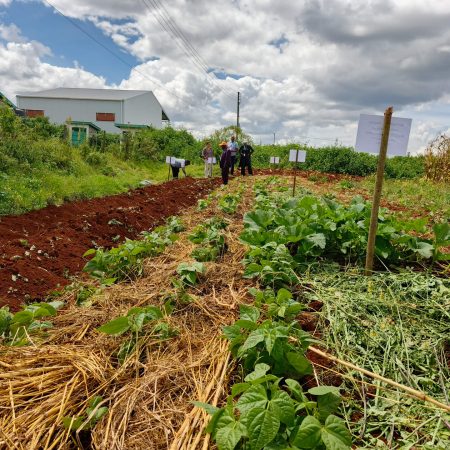 One of Plumbee demo farm for training farmers
