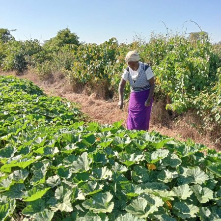 one of Plumbee farmers tending her farm